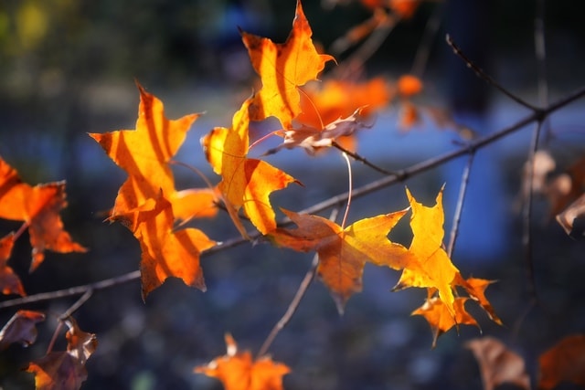 leaf-flora-tree-branch-sunlight 图片素材