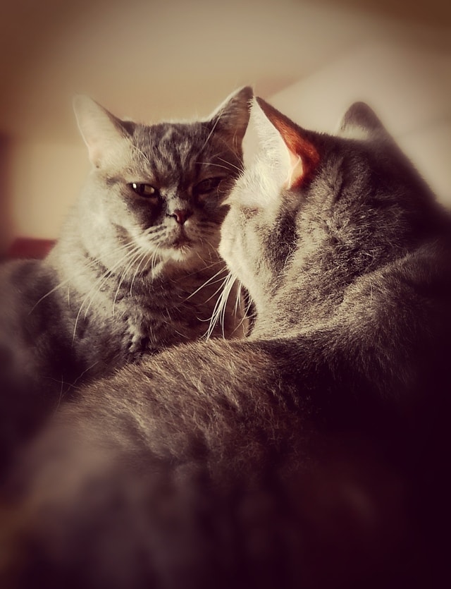 cat-mammal-eye-fur-kitten 图片素材