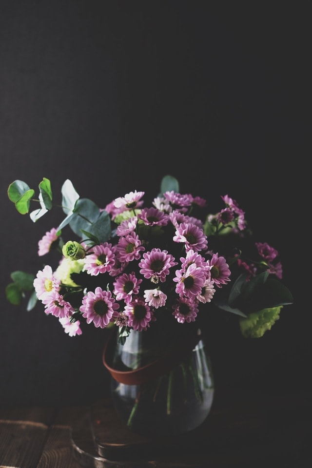 flower-still-life-petal-daisy-flora 图片素材