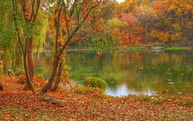 nature-leaf-water-tree-landscape picture material