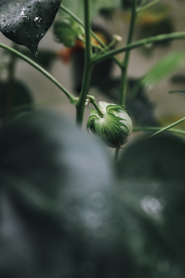 leaf-flora-cotton-results-no-person-nature picture material