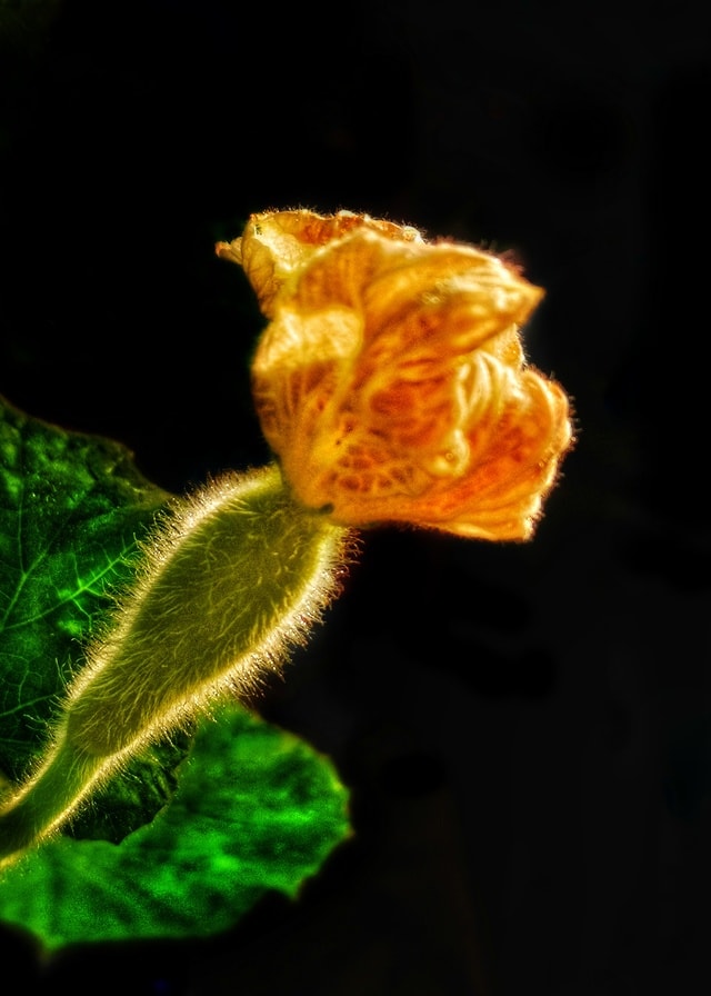 flower-flora-leaf-no-person-nature 图片素材