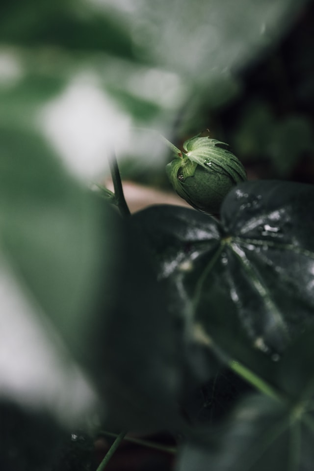 leaf-flora-cotton-results-blur-no-person 图片素材