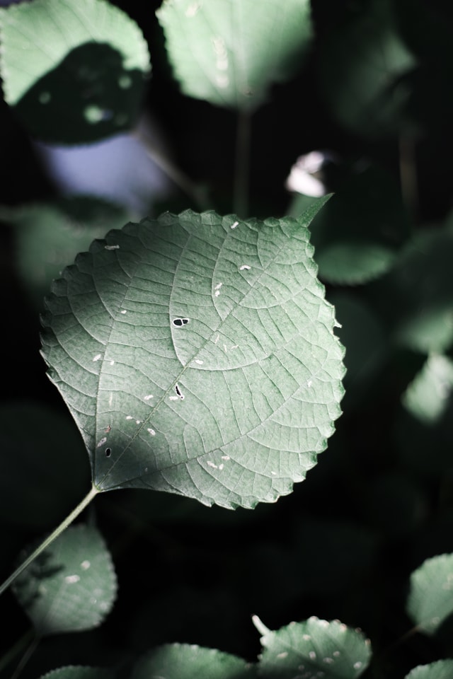 leaf-flora-drop-sen-green-leaf picture material