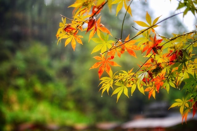 leaf-flora-tree-branch-red-leaf 图片素材