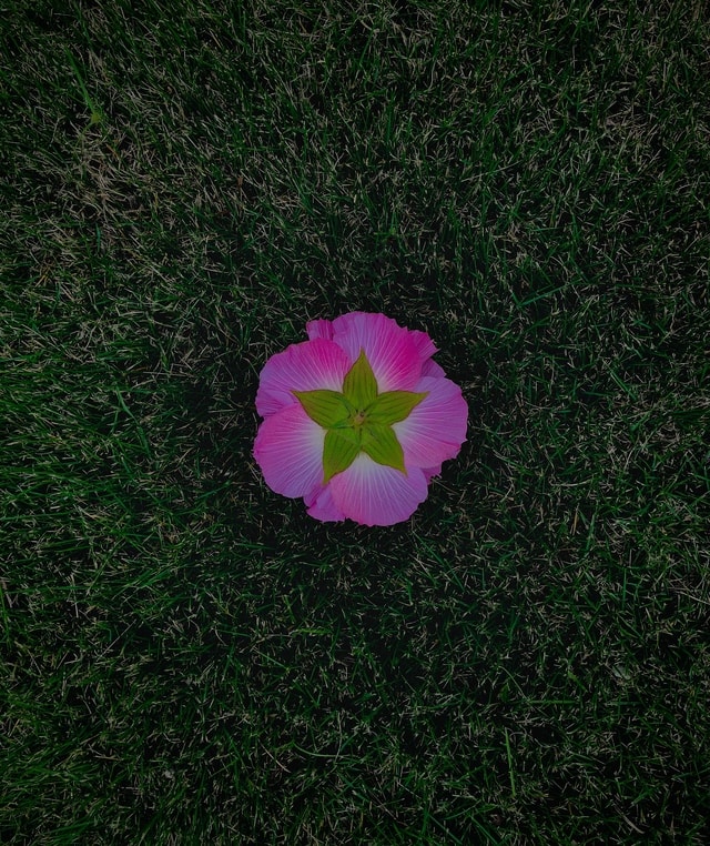 flower-flora-leaf-grass-petal 图片素材