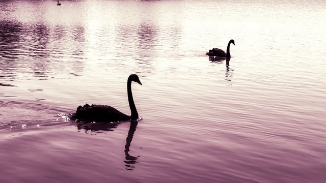 water-reflection-bird-swan-waterfowl 图片素材