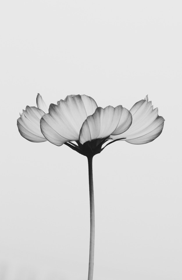 flower-petal-nature-no-person-black-and-white 图片素材