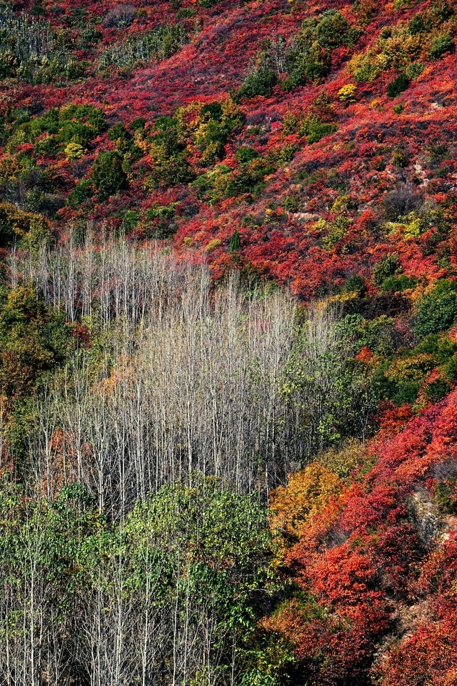 autumn-color 图片素材