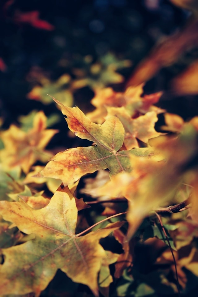 leaf-fall-maple-nature-no-person 图片素材