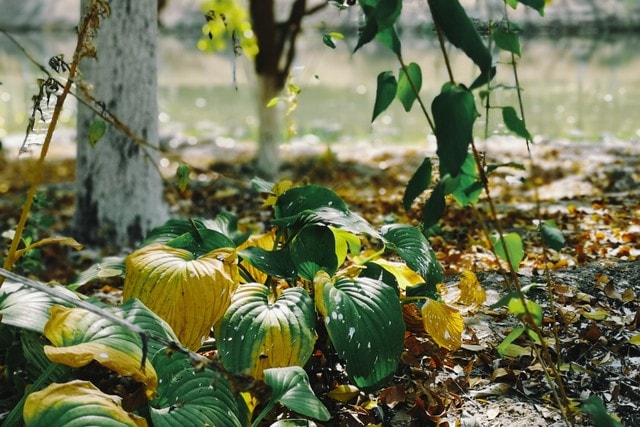 leaf-flora-tree-flower-small-river picture material