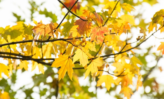 autumn-color 图片素材