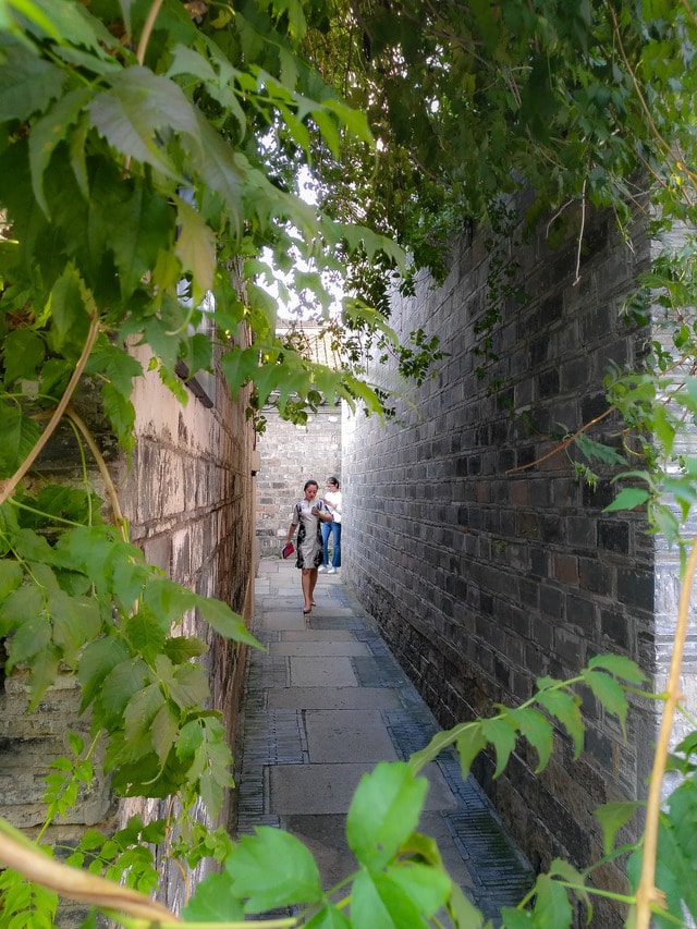 leaf-tree-flower-growth-flora 图片素材