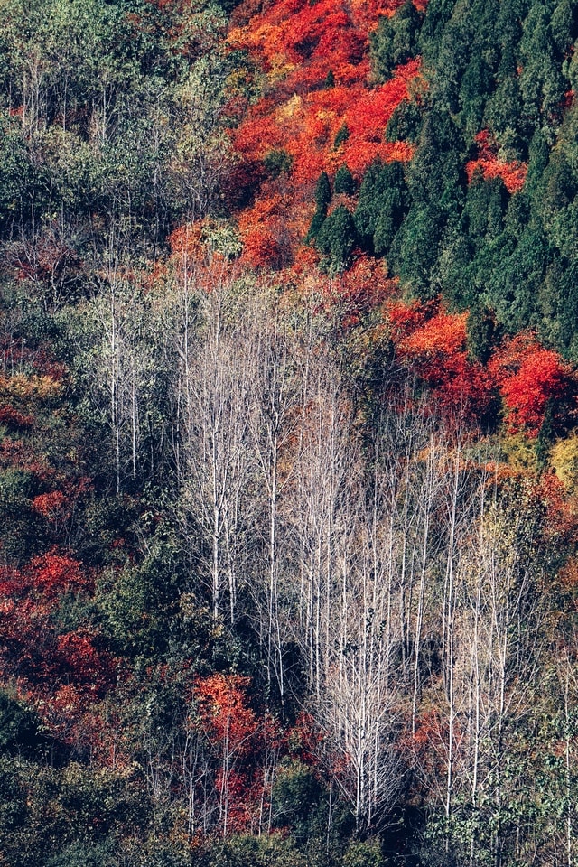 autumn-color 图片素材