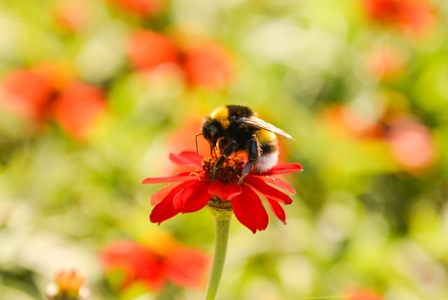 flower-bee-insect-pollen-flora picture material