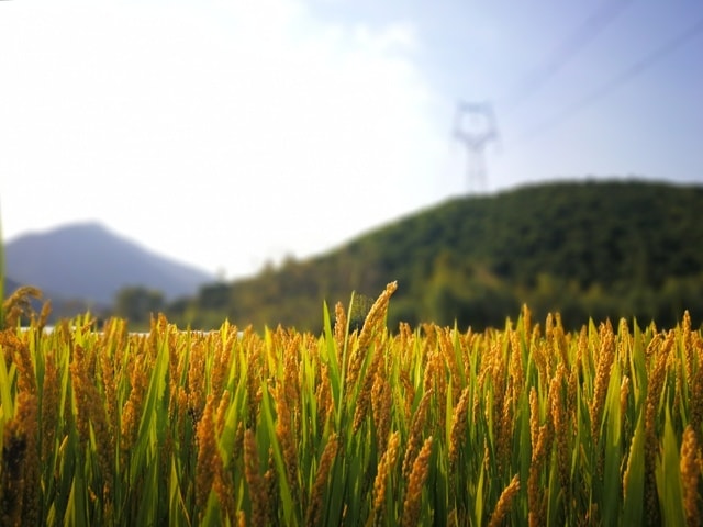 field-grass-crop-sky-agriculture picture material