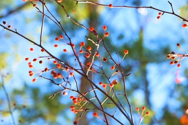 autumn-fruit 图片素材