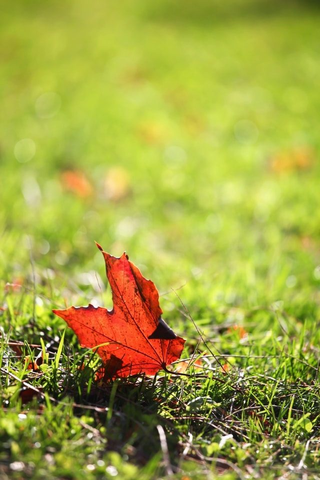 leaf-grass-flora-yiye-zhiqiu-autumn 图片素材