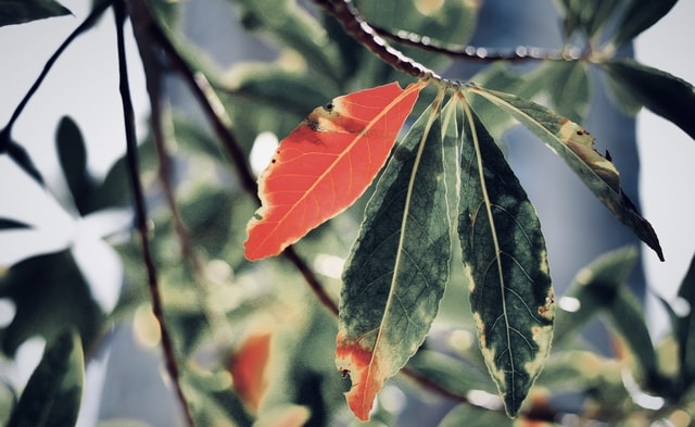 leaf-flora-tree-branch-yiye-zhiqiu 图片素材