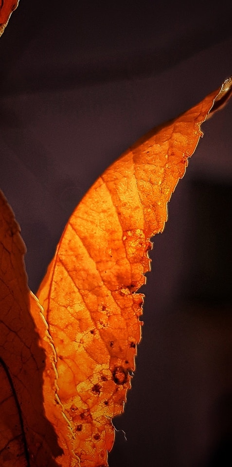 leaf-oktober-no-person-fall-nature picture material