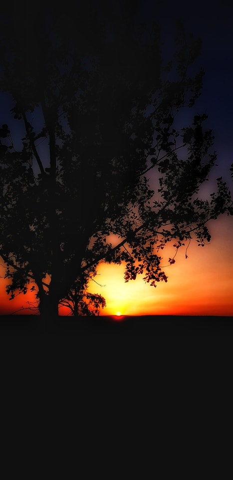 sky-nature-sunset-tree-dawn 图片素材