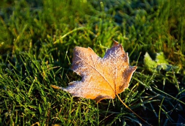 leaf-grass-tree-frost-maple-leaf picture material