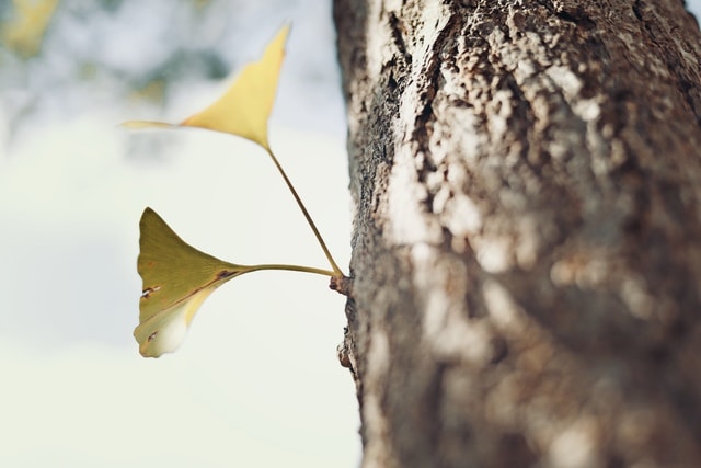 leaf-tree-flora-sky-yiye-zhiqiu 图片素材