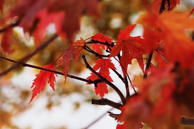 leaf-flora-tree-branch-autumn-leaves picture material