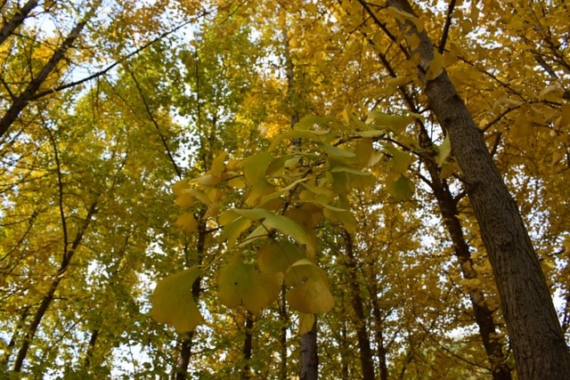 tree-leaf-branch-yiye-zhiqiu-fall 图片素材