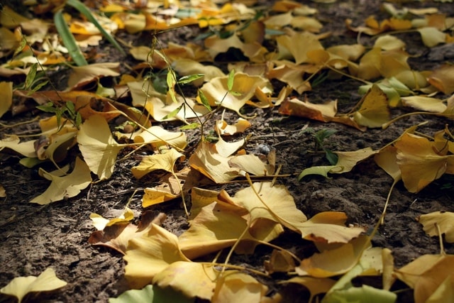 leaf-tree-yiye-zhiqiu-fall-nature 图片素材