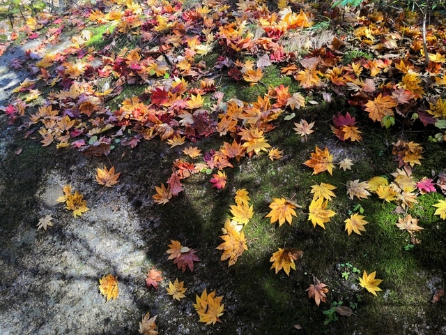 colorful-autumn 图片素材