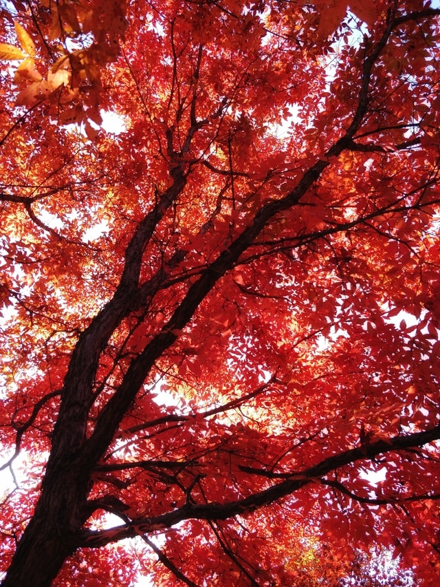 tree-nature-leaf-branch-fall 图片素材