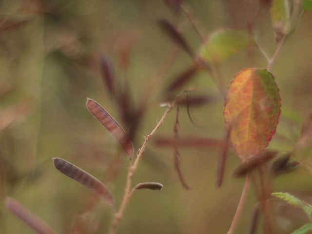 leaf-flora-branch-grass-autumn-colors 图片素材