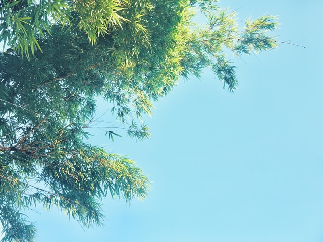 tree-sky-branch-leaf-nature picture material