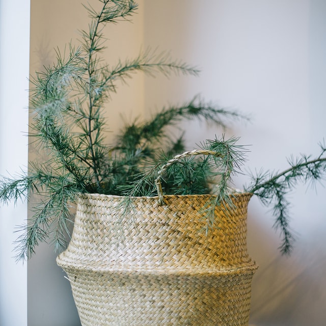 tree-no-person-decoration-basket-nature picture material