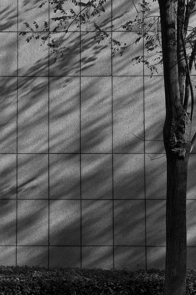 black-and-white-tree-wall-shadow-abstract picture material