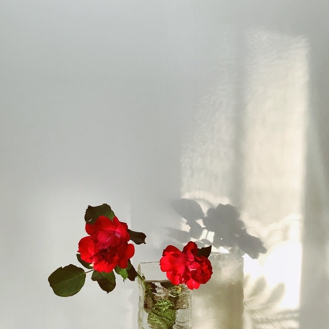 flower-flora-rose-still-life-no-person 图片素材
