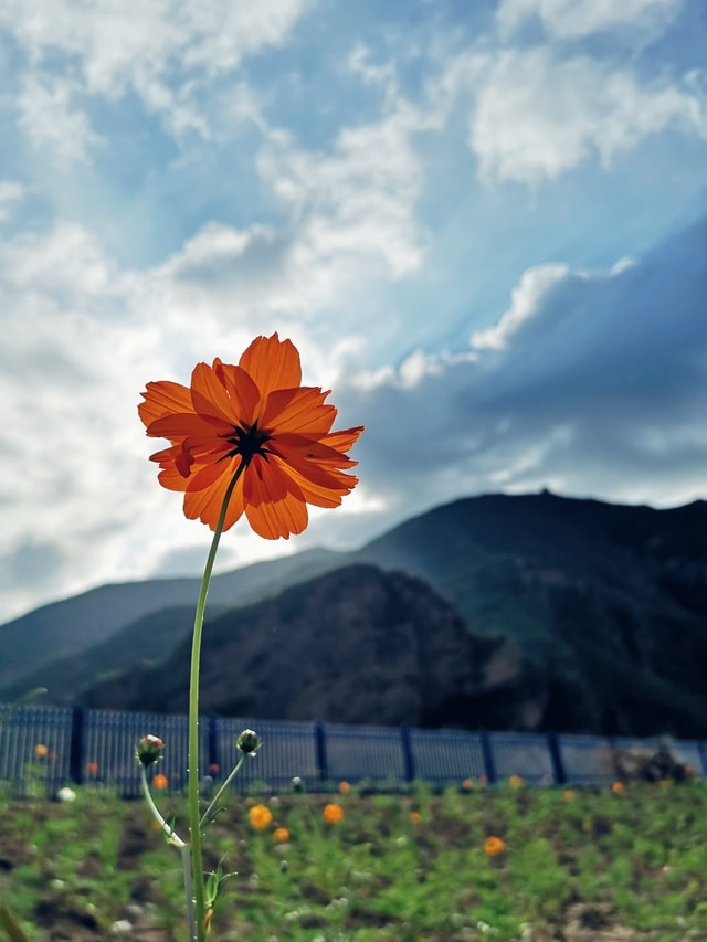 flower-sky-flora-field-landscape picture material