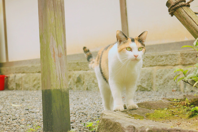 cat-nature-no-person-outdoors-grass 图片素材
