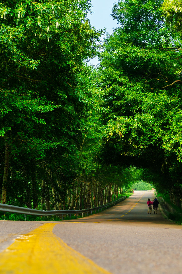 road-green-no-person-nature-tree 图片素材