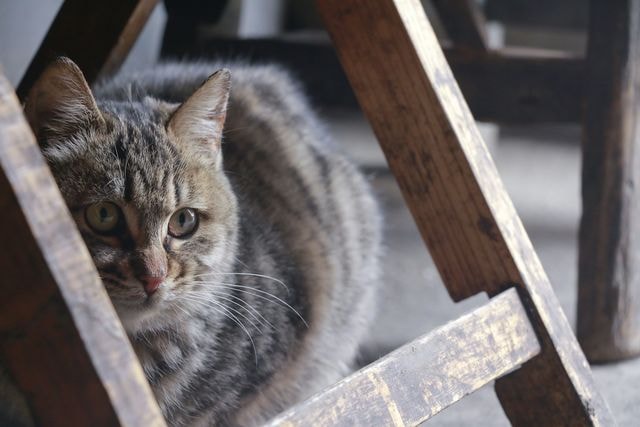 cat-kitten-portrait-mammal-no-person 图片素材