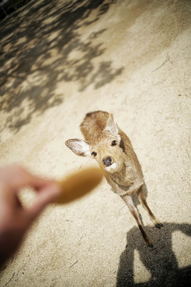 mammal-wildlife-fur-animal-meng 图片素材