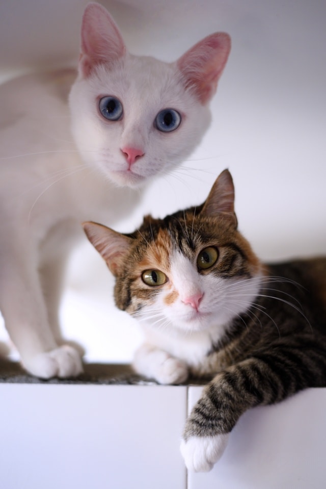 cat-kitten-fur-cute-portrait 图片素材