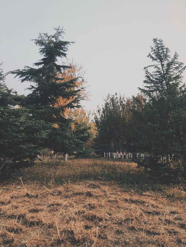 tree-sky-landscape-conifer-grass 图片素材