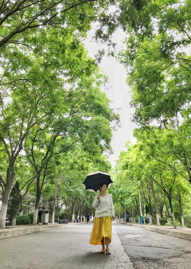 tree-road-leaf-street-park picture material