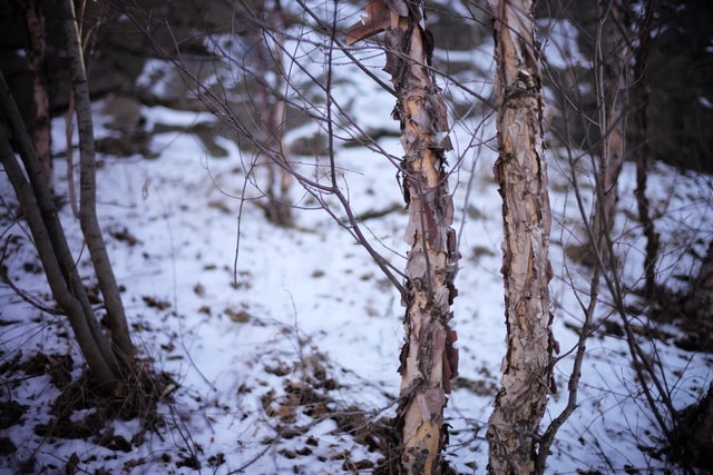 snow-tree-winter-branch-wood 图片素材