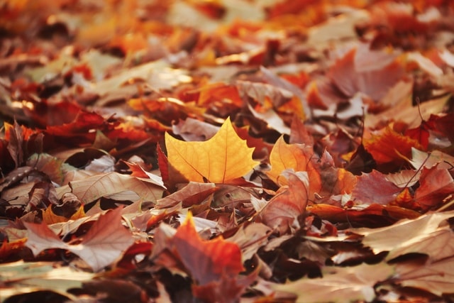 leaf-fall-maple-season-desktop picture material