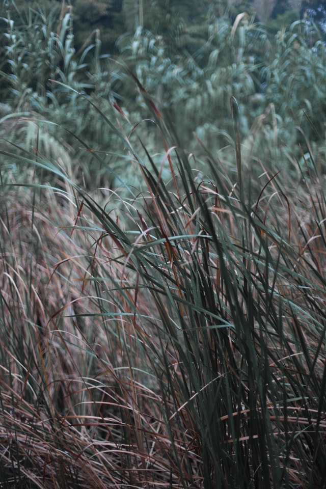 grass-winter-fall-green-nature 图片素材