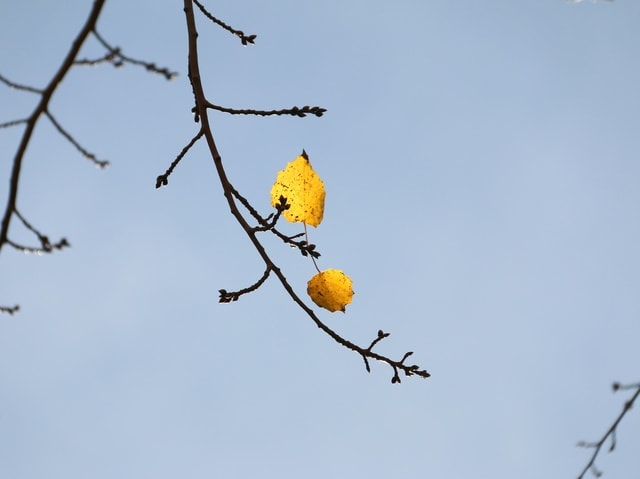 branch-bird-sky-tree-leaf 图片素材