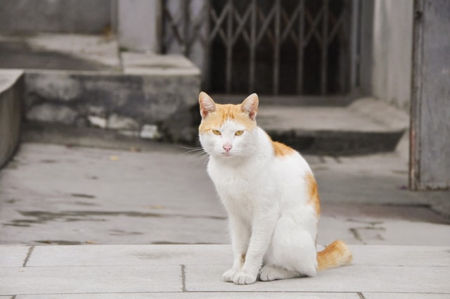 cat-portrait-cute-no-person-street picture material